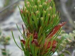 Erica vestita busy behind the leaves